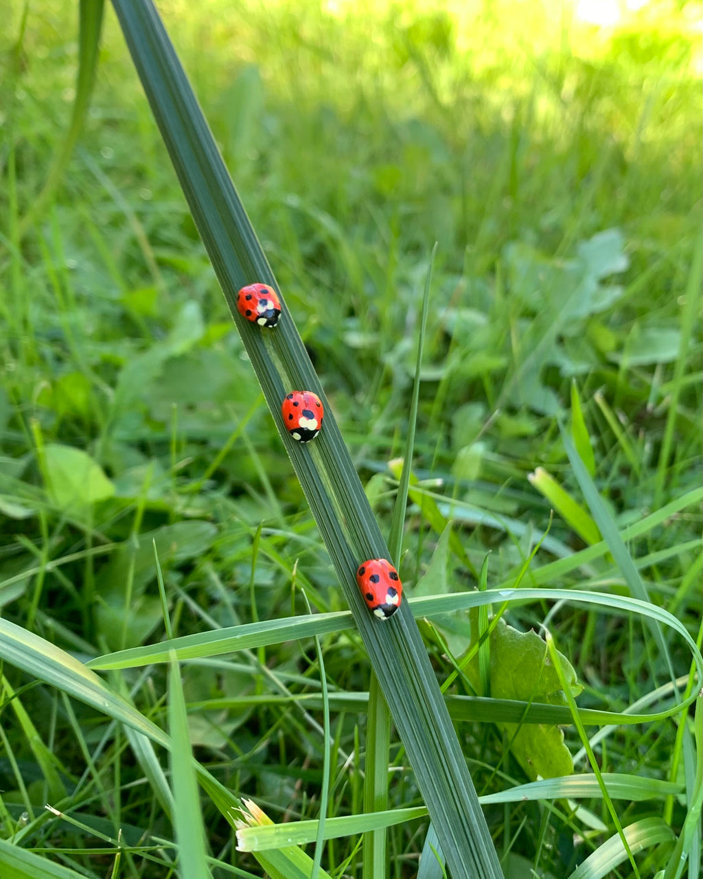 Realistic Ladybug Brooch Pin, Life-Sized, Unique Handmade Bug Pin
