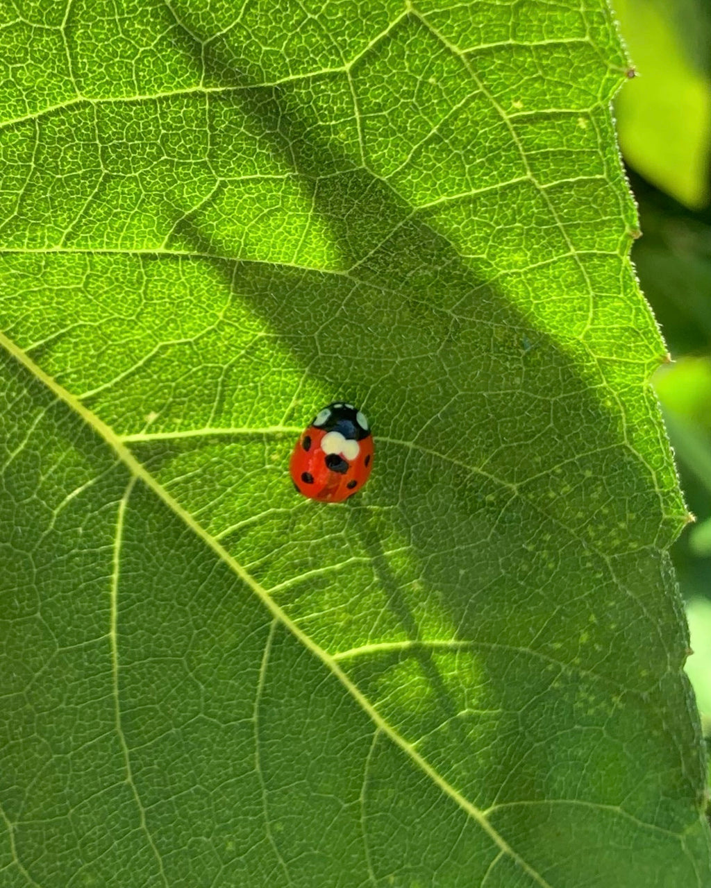 Realistic Ladybug Brooch Pin, Life-Sized, Unique Handmade Bug Pin